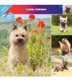 Cairn terrier 2023