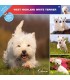 West Highland White Terrier 2023