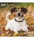 Jack Russell Terrier 2024