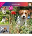 Jack russell terrier 2024