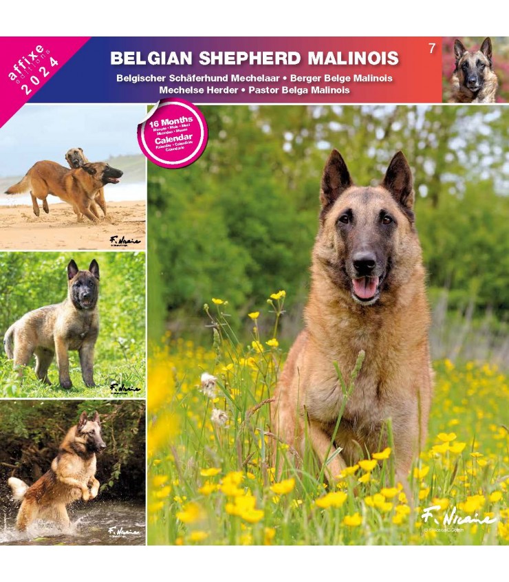 Mon Calendrier Mural Calendrier De Photos De Malinois   Berger Belge Malinois 2024 