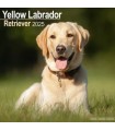 Labrador Sable 2025