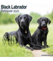 Labrador Noir 2025