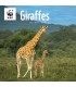 Girafes 2025